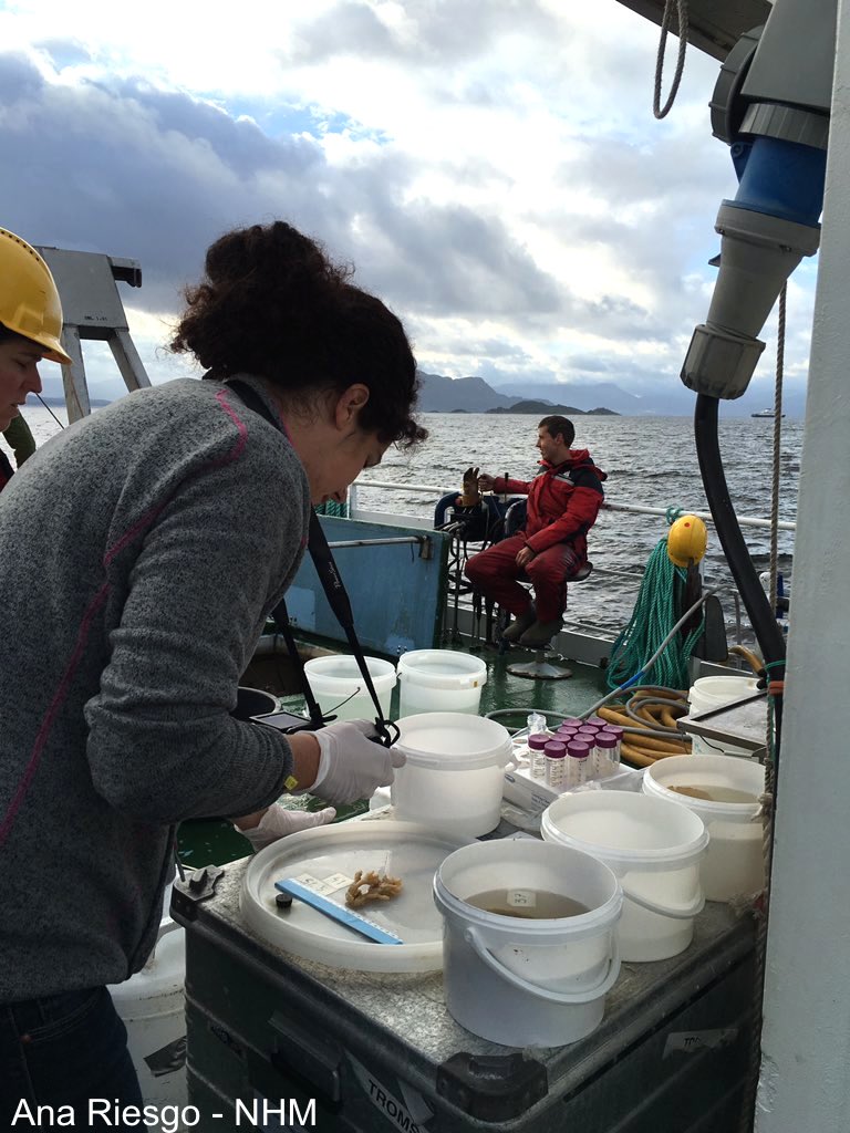 Deep-sea sponges from Norwegian fjords sampled by the EU project SponGES